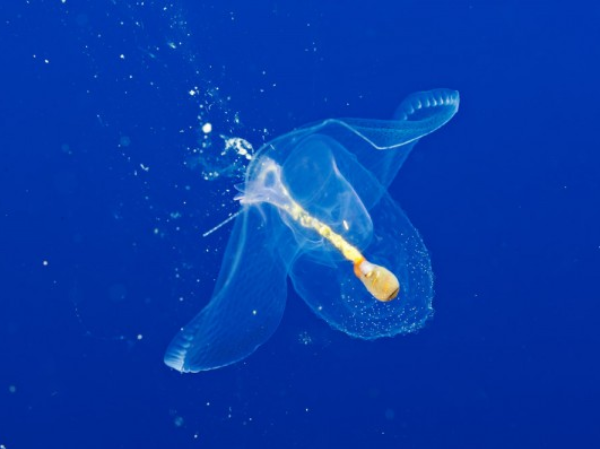 Strange Transparent Creatures