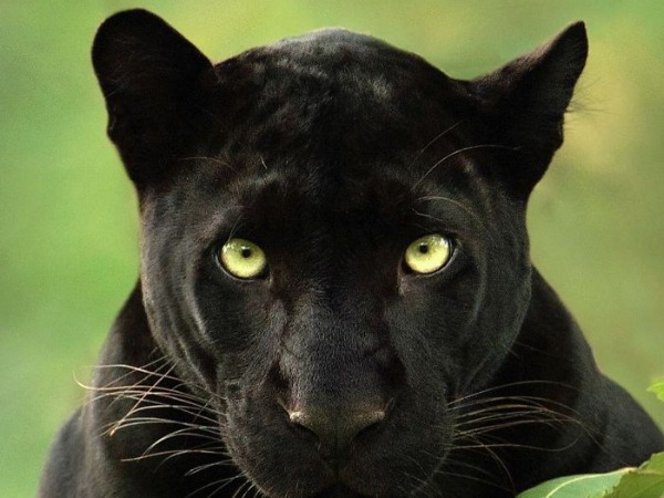 Photos Of Rare Black Panther In Karnataka's Kabini Forest