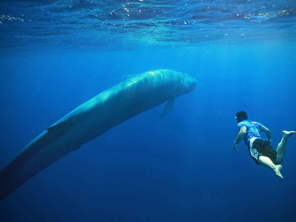 Some Of The Biggest Animals In The World, That Living Among Us