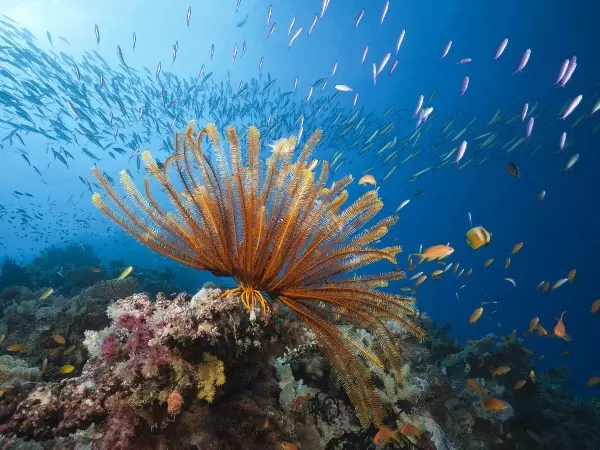 great barrier coral reef australia