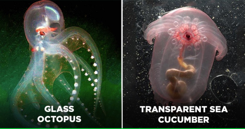 Strange Transparent Creatures