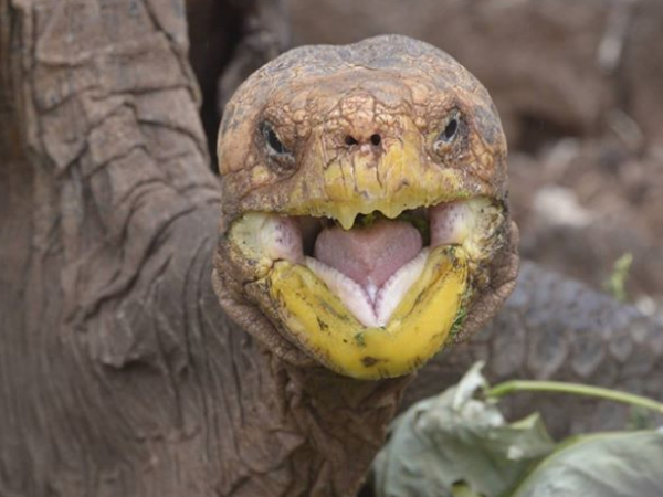 Diego The Tortoise Saves Species From Extinction