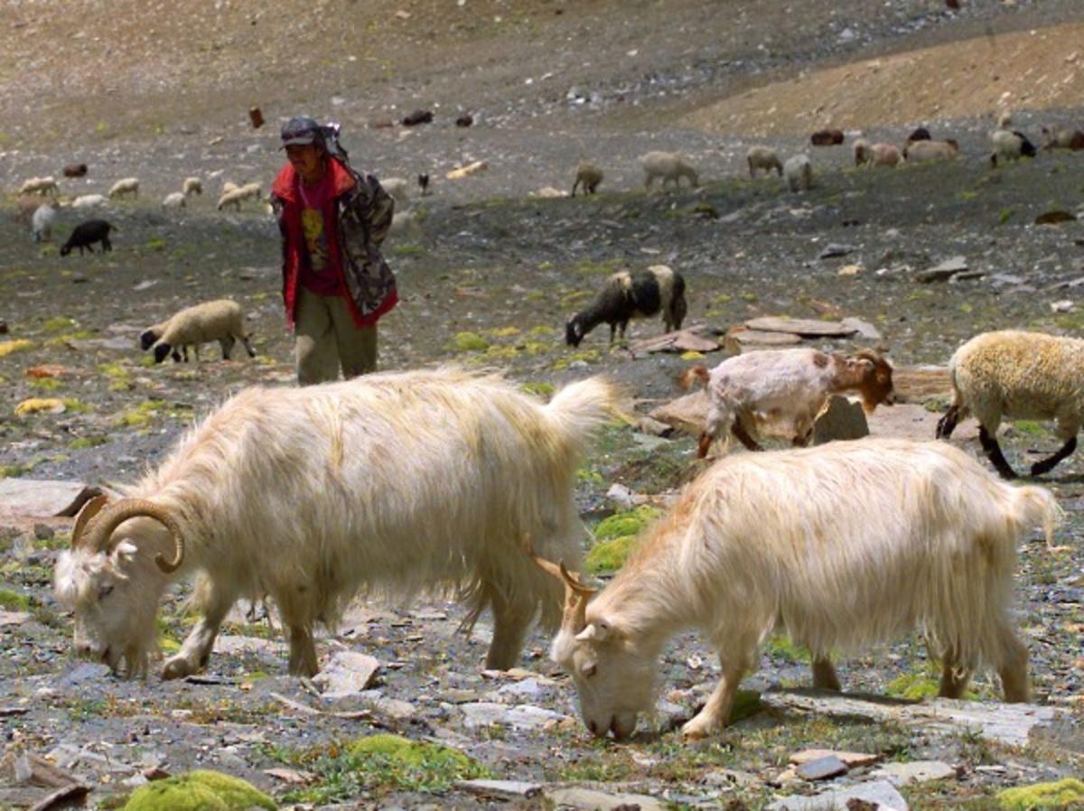 India-China Himalayan Standoff Deadly For Cashmere Herds