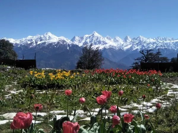 These Stunning Images From Munsiyari Tulip Garden In Uttarakhand