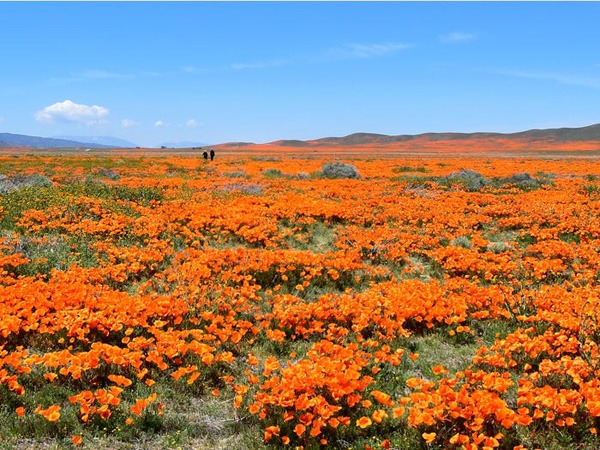 NASA Satellite Images: California Wildflower Poppy Super Bloom Seen ...