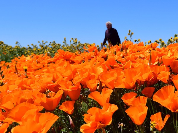 NASA Satellite Images: California Wildflower Poppy Super Bloom Seen