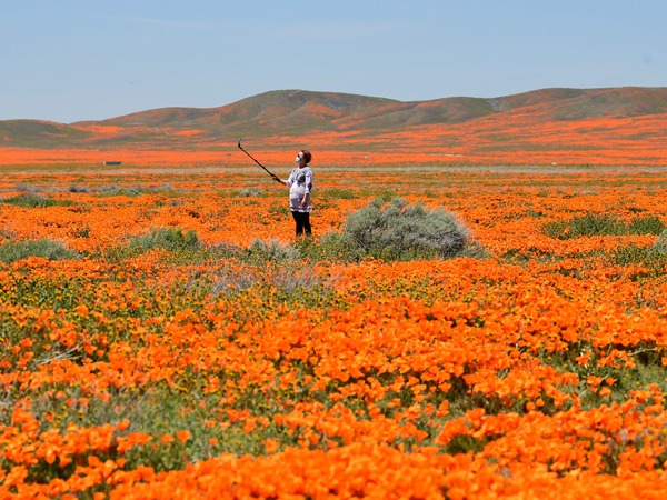 NASA Satellite Images: California Wildflower Poppy Super Bloom Seen