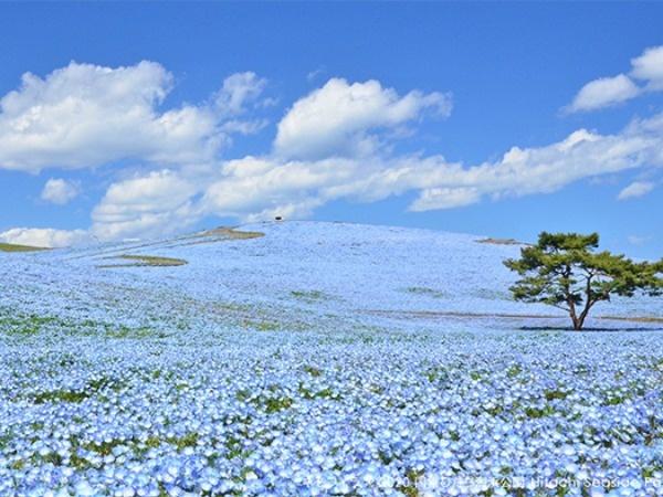 Baby Blue Flowers Have Bloomed In This Japanese Park