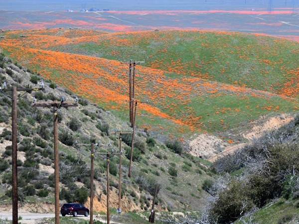 NASA Satellite Images: California Wildflower Poppy Super Bloom Seen