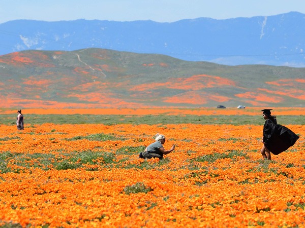 NASA Satellite Images: California Wildflower Poppy Super Bloom Seen