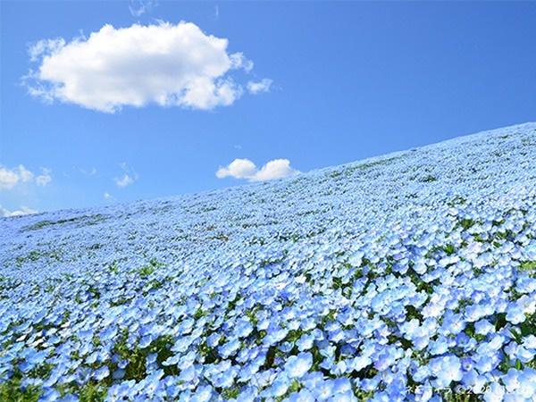 Millions of Blue Flowers Are Blooming in This Japanese Park, and