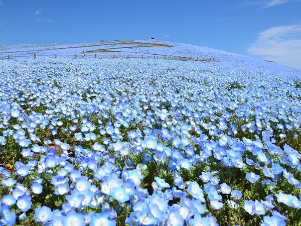 Captivating Photos of a Japanese Park Overflowing with Baby Blue Blossoms