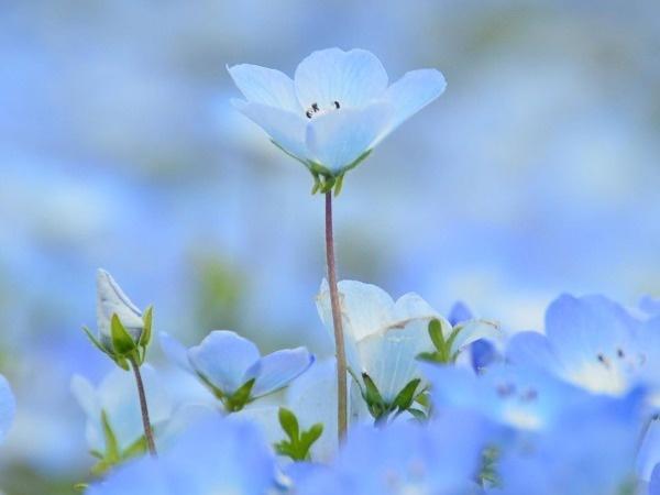 Baby Blue Flowers Have Bloomed In This Japanese Park