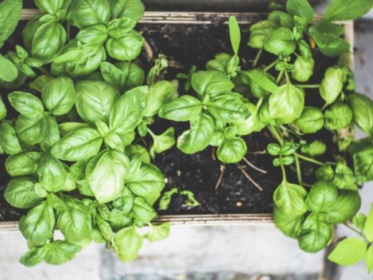 Home Composting Of Kitchen Waste - Grow Herbs, Make Compost Of Kitchen  Waste & Stock Essentials: Great Eco-Friendly Habits Post-Lockdown