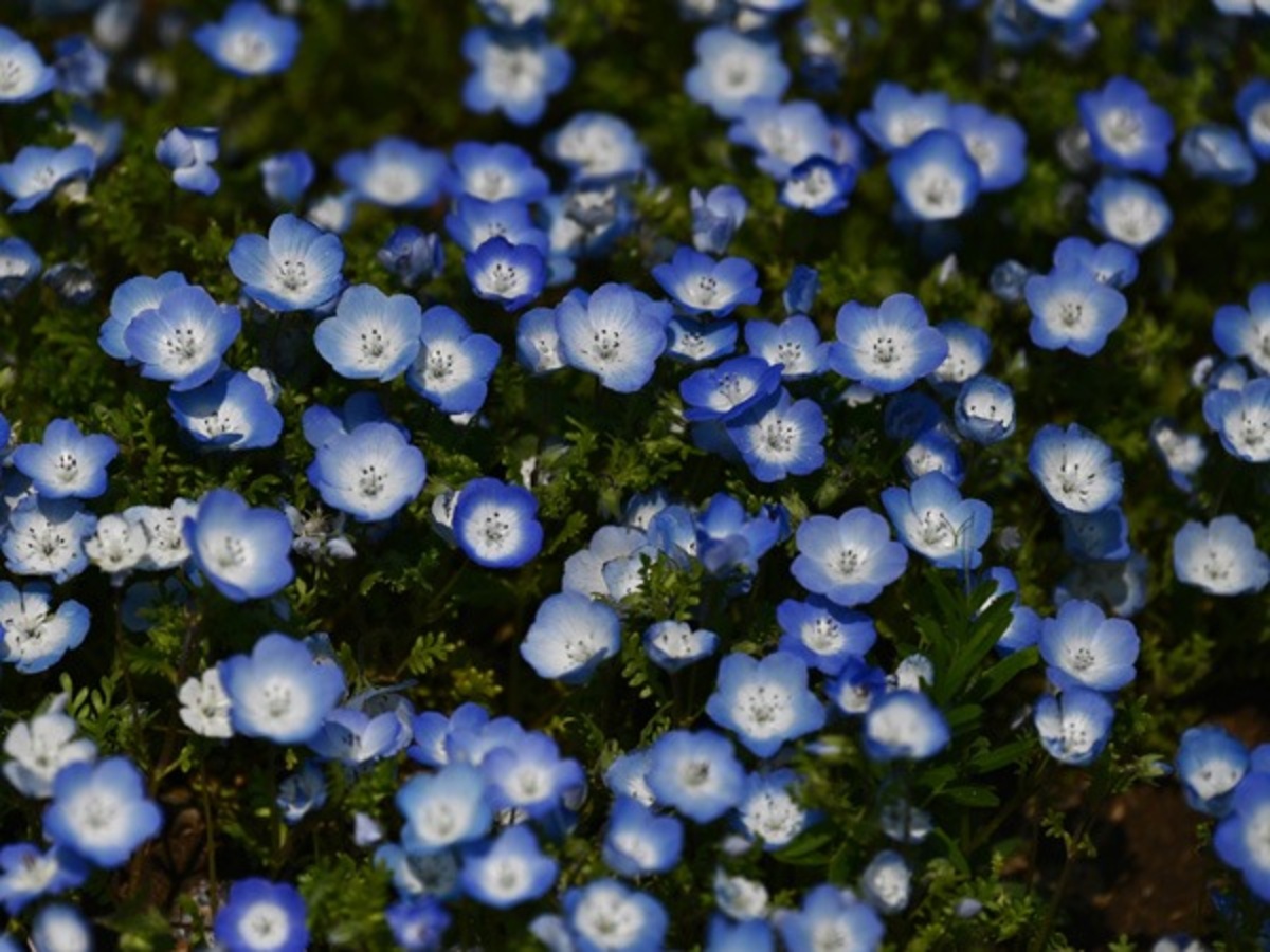 Millions Of Blue Flowers In A Japanese Park