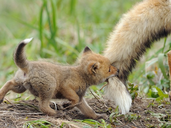 Adorable Images Of Baby Animals