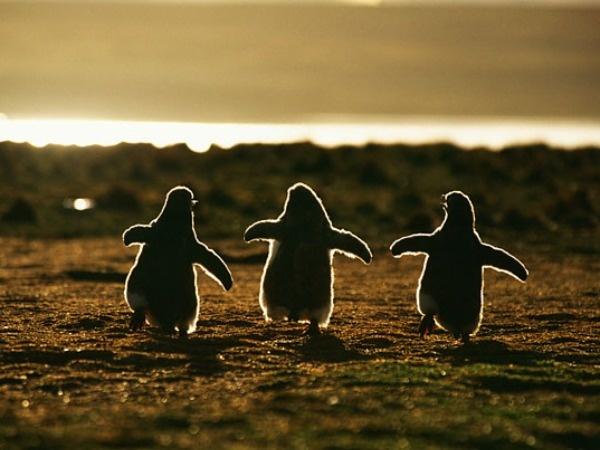 Explained: Why Antarctica's Emperor Penguin Will Receive Endangered