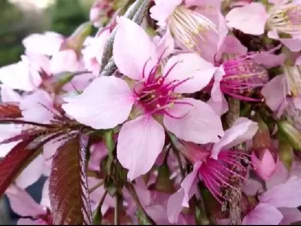 Stunning Images Of Cherry Blossoms Shillong Meghalaya