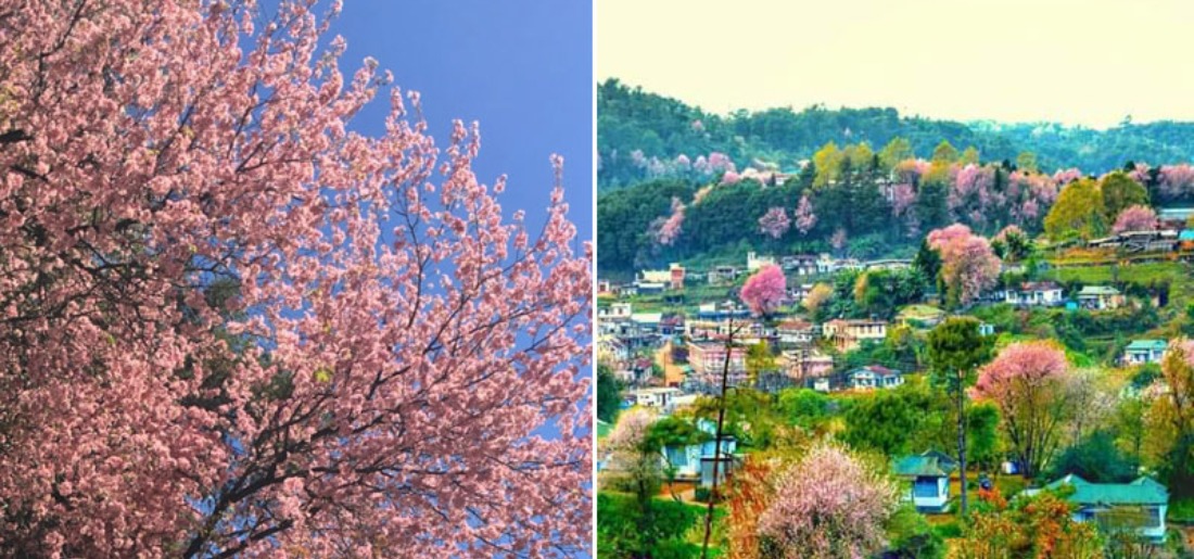 Pretty In Pink Not A Foreign Land, These Stunning Images Of Cherry