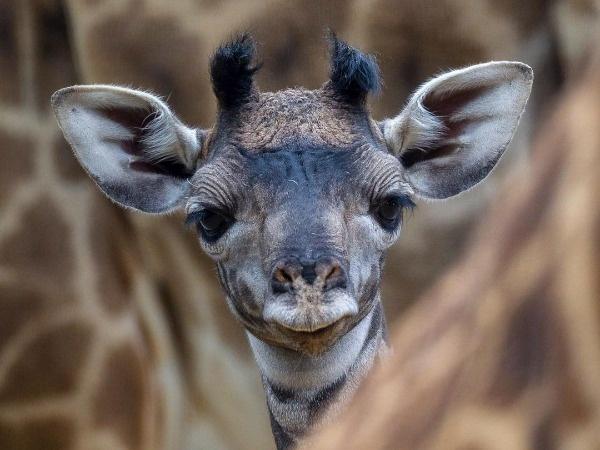 Adorable Images Of Baby Animals Adorable Images Of Baby Animals