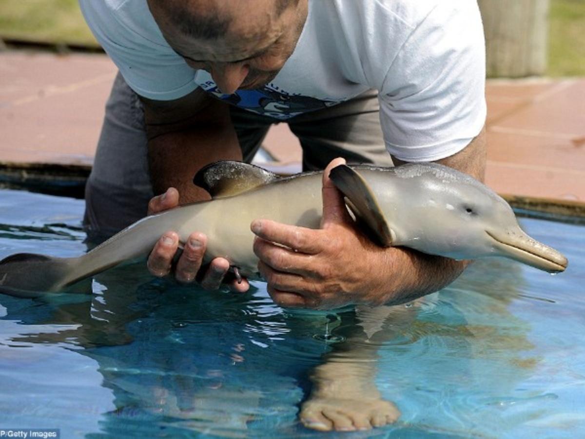 Adorable Images Of Baby Animals Adorable Images Of Baby Animals