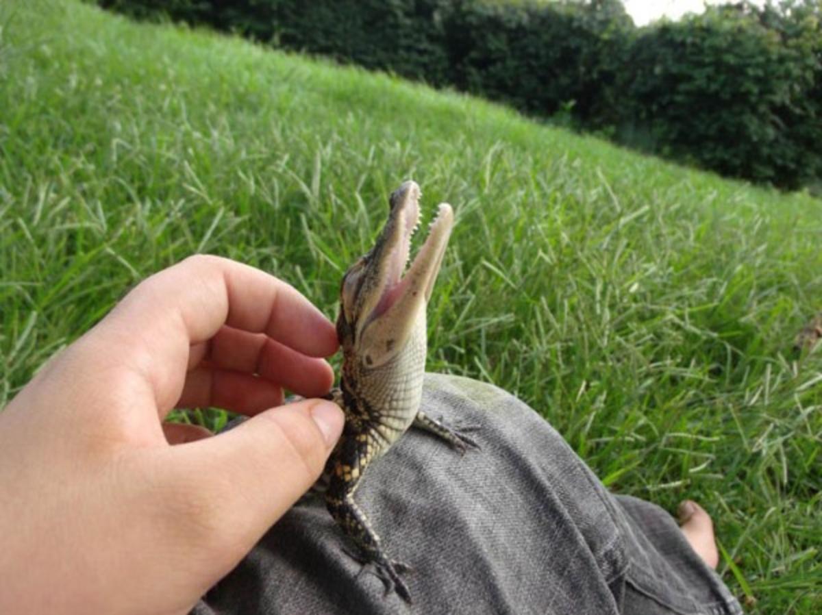 Adorable Images Of Baby Animals Adorable Images Of Baby Animals