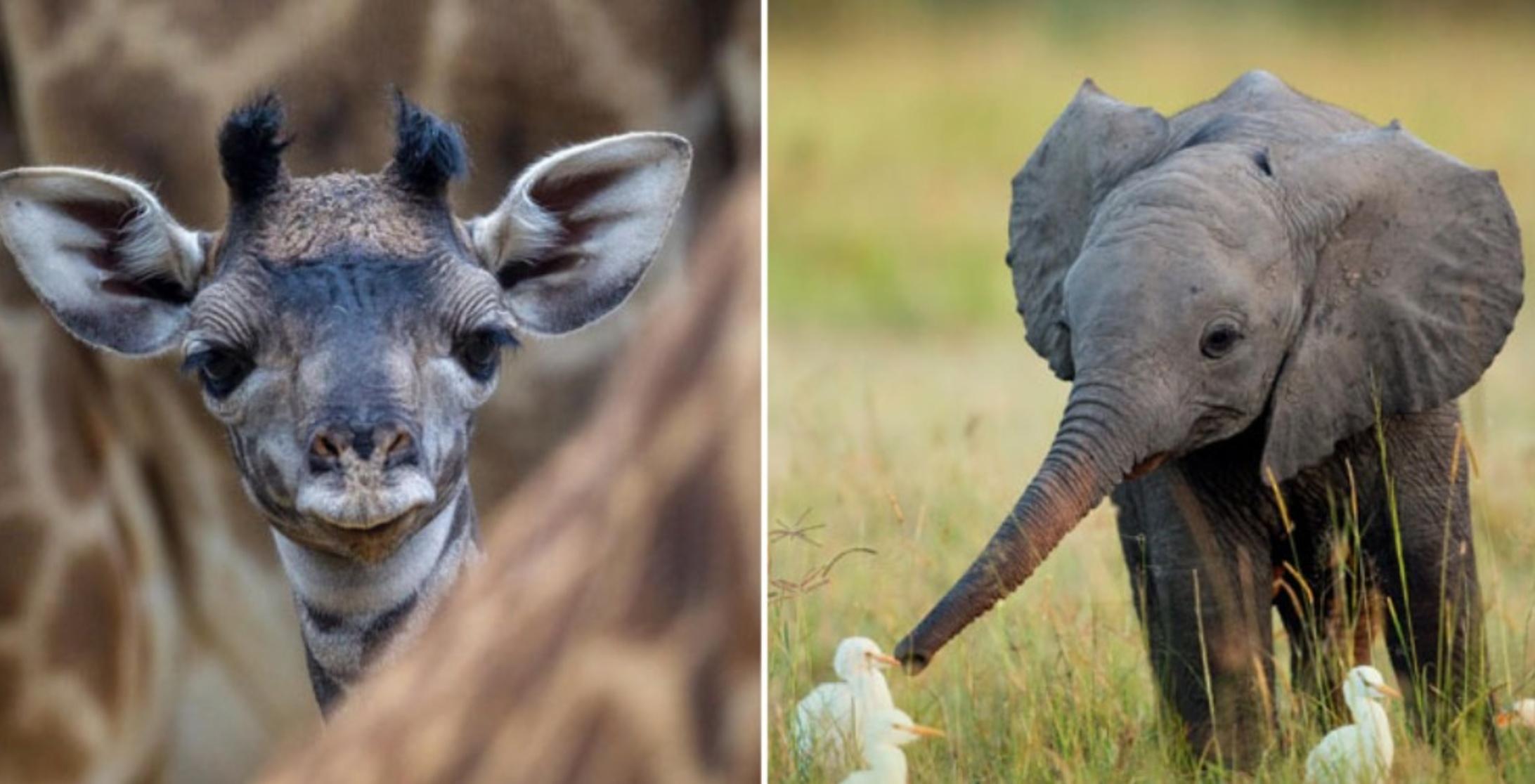 Adorable Images Of Baby Animals Adorable Images Of Baby Animals