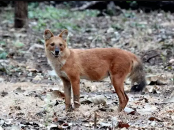 15 Rare Animals Captured On Camera, All Thanks To The Lack Of Humans Due To The Pandemic 15 Rare Animals Captured On Camera, All Thanks To The Lack Of Humans Due To The Pandemic