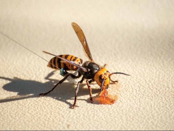 Nest Of Giant Asian 'Murder Hornets' Destroyed