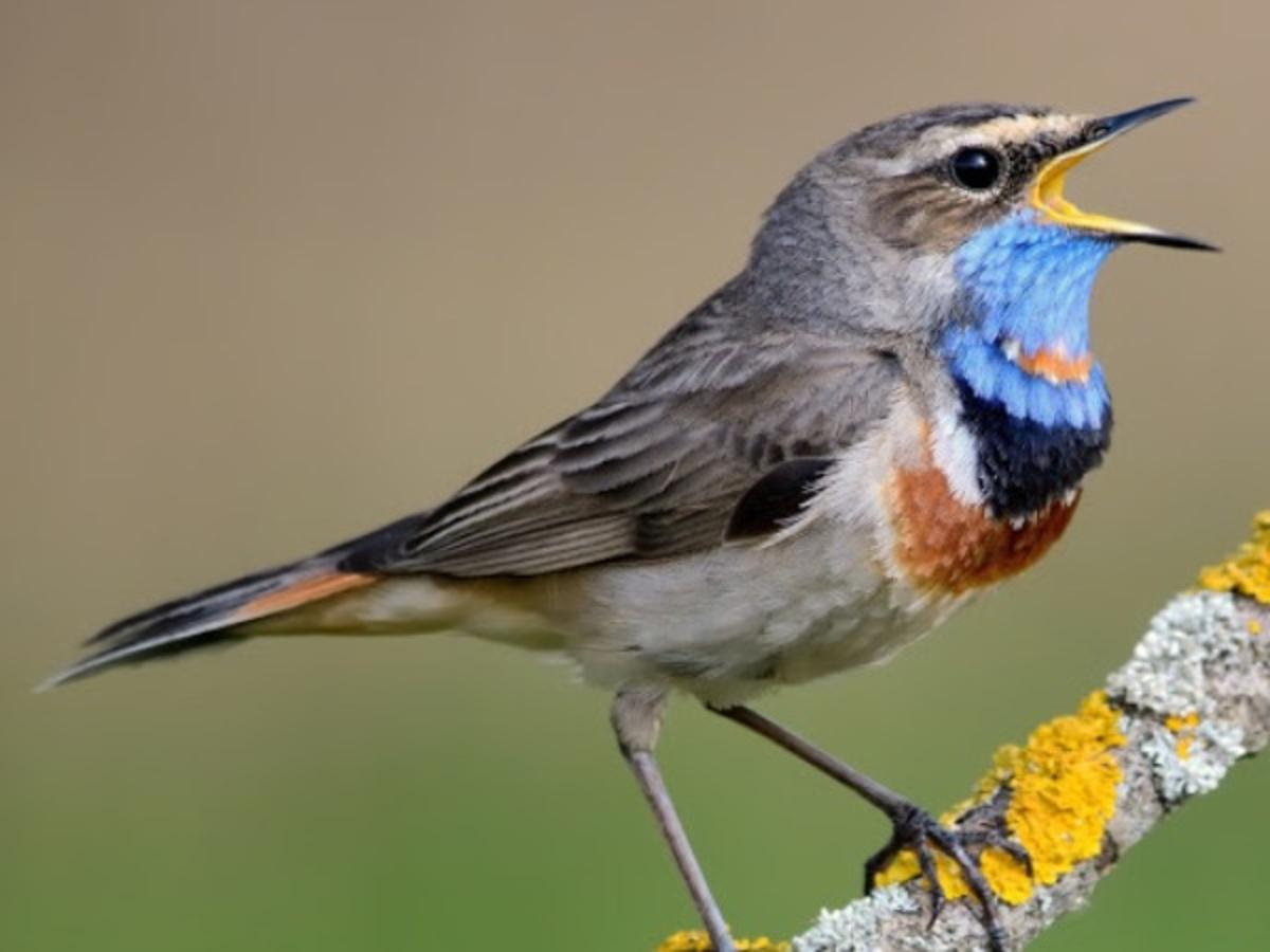 World Migratory Bird Day 12 Of The Most Beautiful Migratory Birds That Visit India Every Year