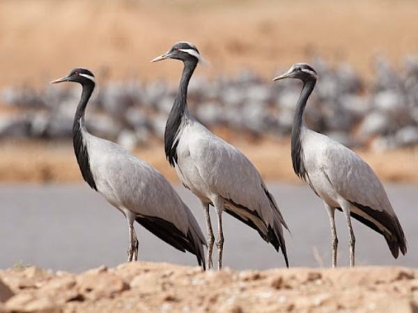 World Migratory Bird Day: 12 Of The Most Beautiful Migratory Birds That Visit India Every Year World Migratory Bird Day: 12 Of The Most Beautiful Migratory Birds That Visit India Every Year
