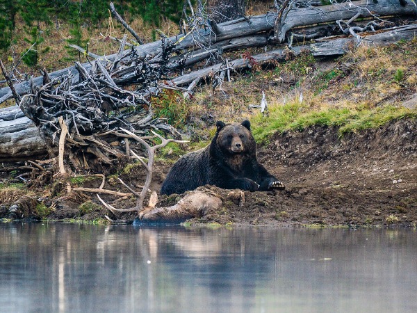 Once In A Lifetime': Wildlife Photographer Captures Epic Encounter Between  Bear & Wolf