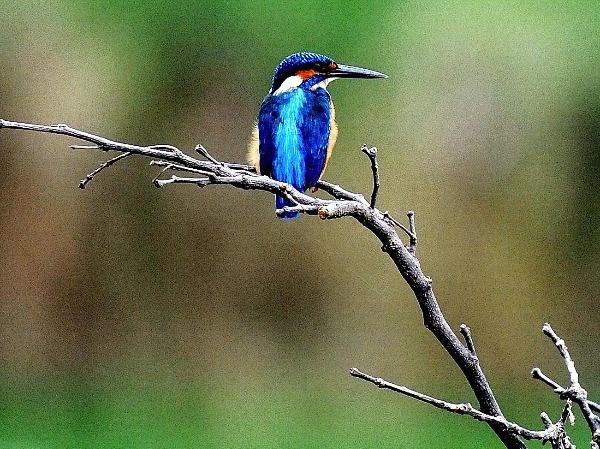 World Migratory Bird Day: 12 Of The Most Beautiful Migratory Birds That  Visit India Every Year