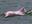 Rare Pink Dolphins
