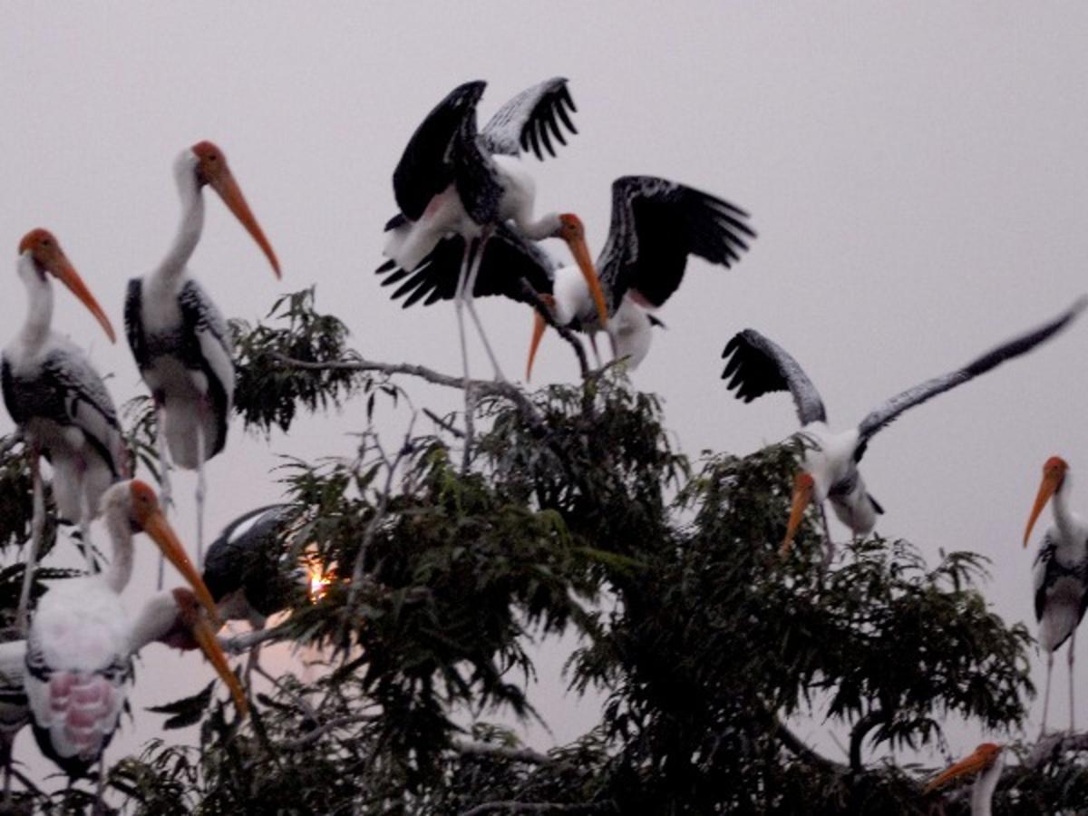 World Migratory Bird Day 12 Of The Most Beautiful Migratory Birds That Visit India Every Year