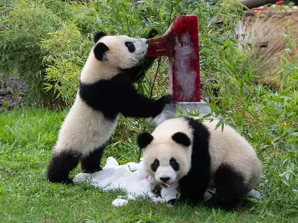 Twin Panda’s Celebrated Their First Birthday