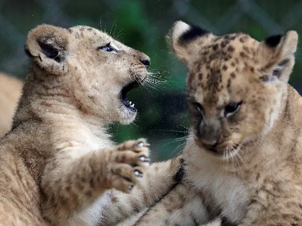 Rare Barbary Lion Cubs