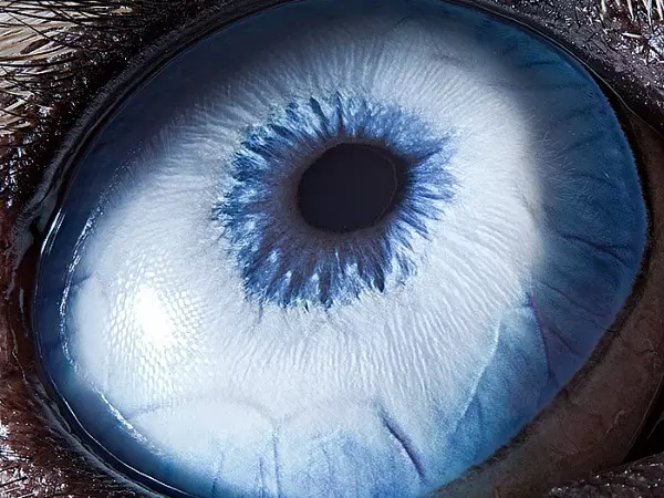 Eyes Of Animals