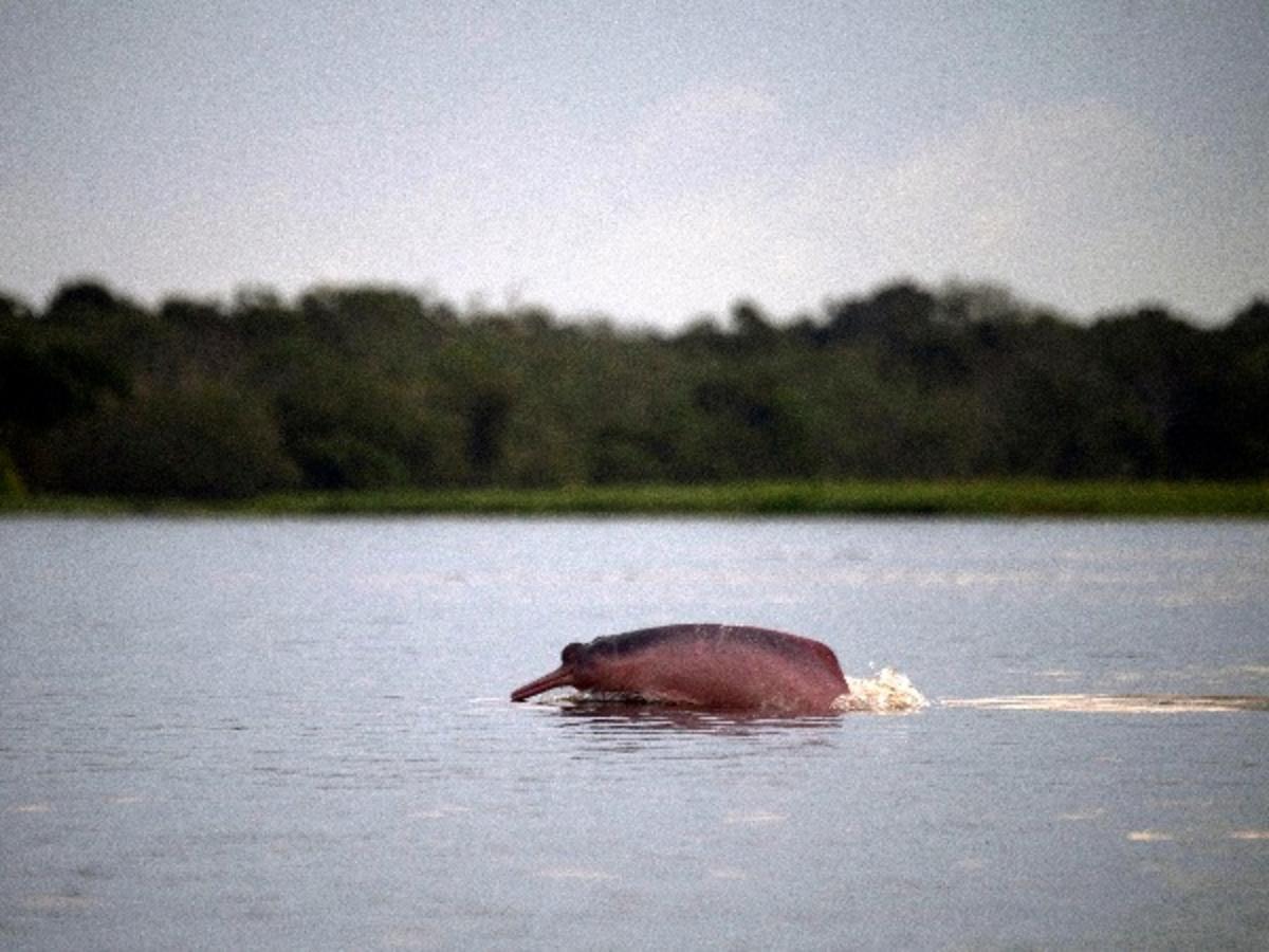 Animals In The Amazon Rainforest