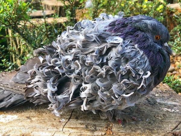 Grey Frillback Pigeon