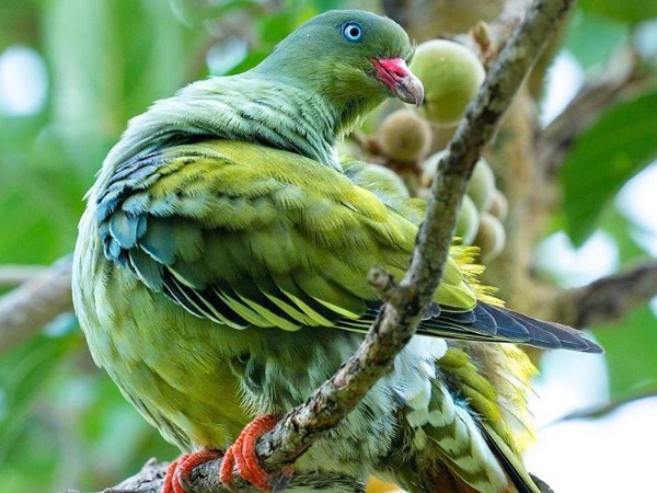 African Green-Pigeon