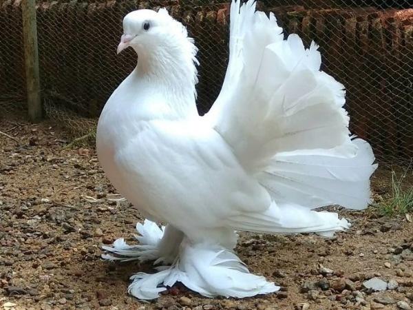 Most Beautiful Types Of Pigeons