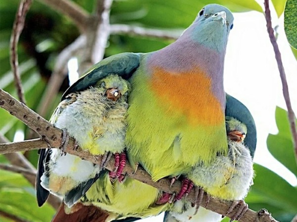 Pink-Necked Green Pigeon