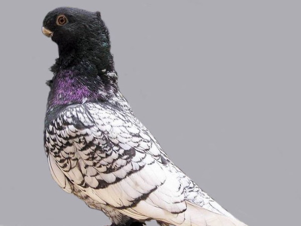 Oriental Frill Pigeon
