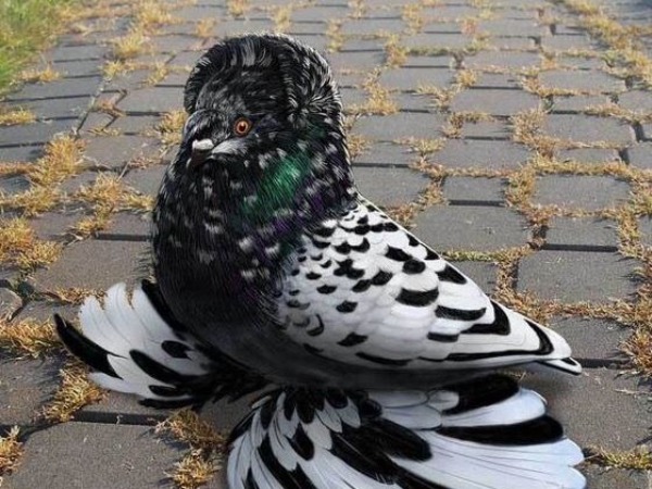 Unique Pigeon