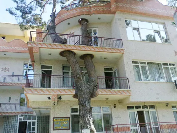 Architects Who Spared The Trees And Built Houses