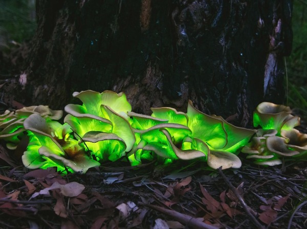 Meghalaya's Rare 'Electric Mushrooms'