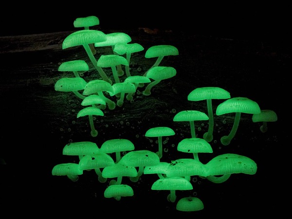 Meghalaya's Rare 'Electric Mushrooms'