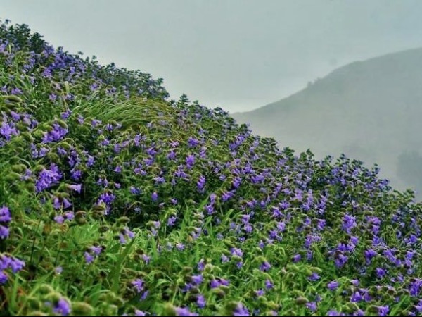 travel destination | Catch the bloom that gave Nilgiri Hills its name -  Telegraph India