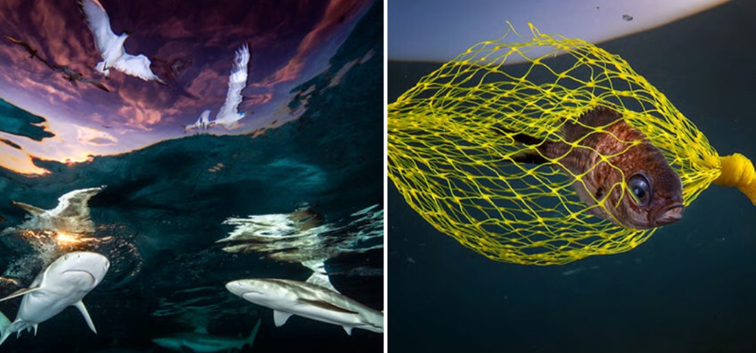 Underwater Photographer Of The Year 2021 Winners